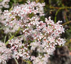 eriogonum fasciculatum